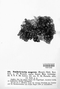 Melanohalea exasperata image
